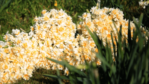 İzmir-Karaburun Nergis Çiçeği Festivali 